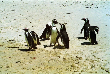 Afrikanische Pinguine oder Brillenpinguine, Boulders Beach, Simons Town